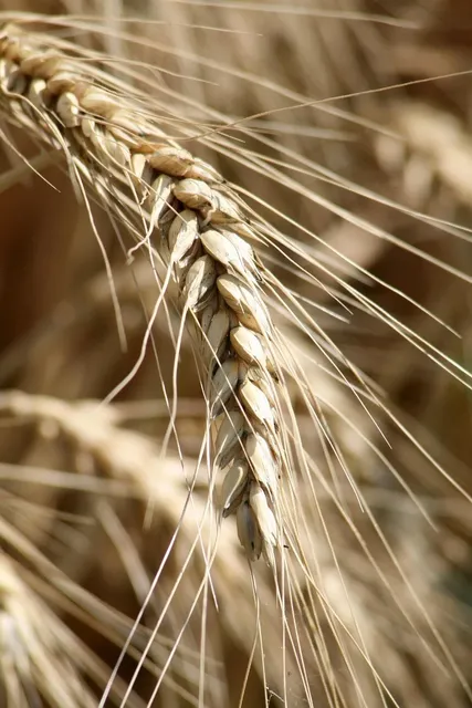 Wheat Flour