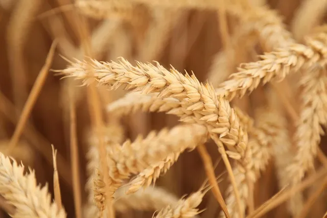 Wheat Flour, Dubai