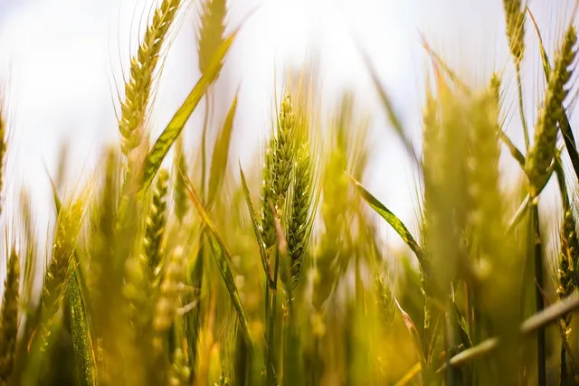 HIGH GRADE WHEAT FLOUR