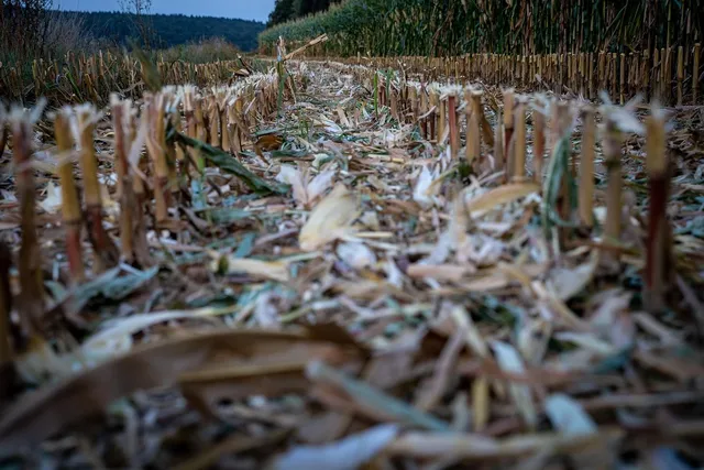 YELLOW CORN (NON GMO)