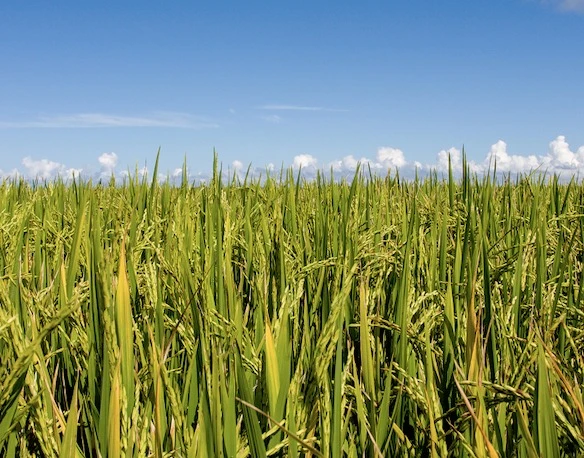Paddy Rice