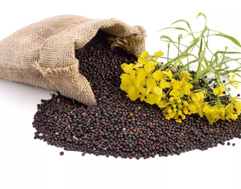 CANOLA SEEDS