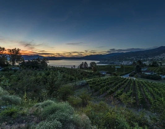 Vineyard In Pentiction